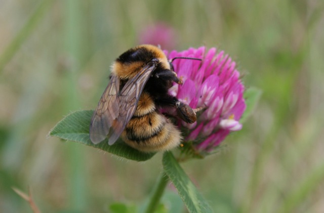 Great Yellow Bumblebee on a Red Clover